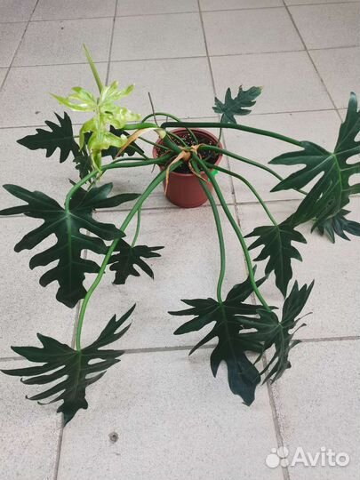 Филодендрон