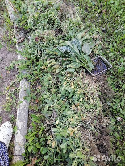 Иберис белый