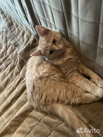 Кошки в добрые руки