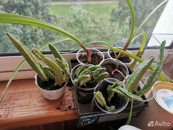 Комнатные цветы бесплатно