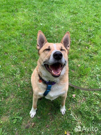 Собака в добрые руки