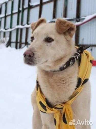 Собака из приюта в добрые руки