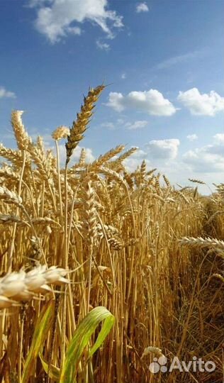 Пшеница