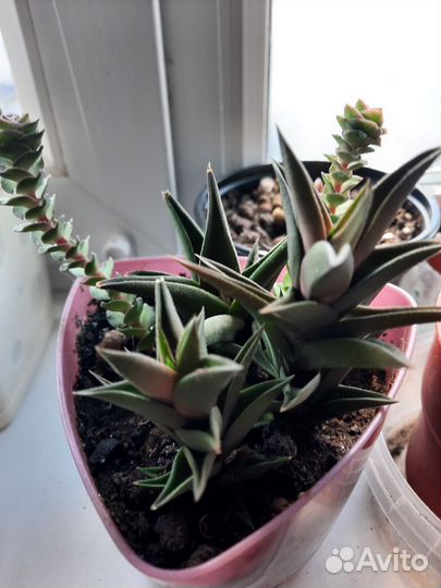 Наборы из суккулентов