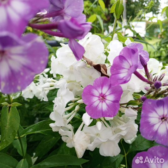 Флоксы многолетние