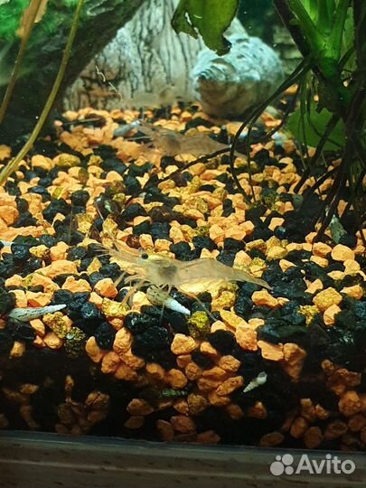 Креветки макробрахиум