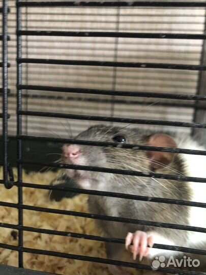 Крыса с клеткой