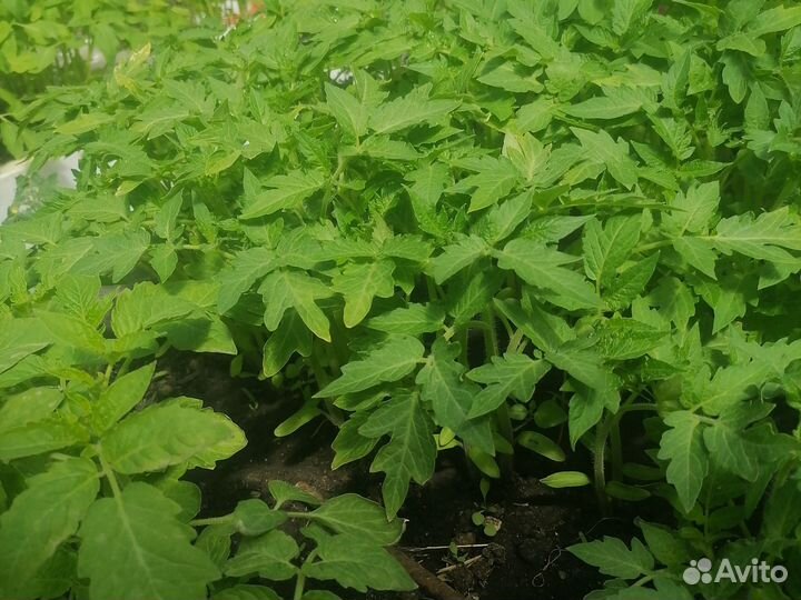 Рассада томатов