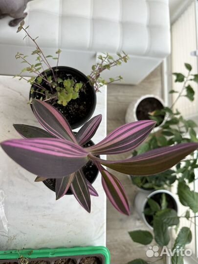 Каллизия, традесканция