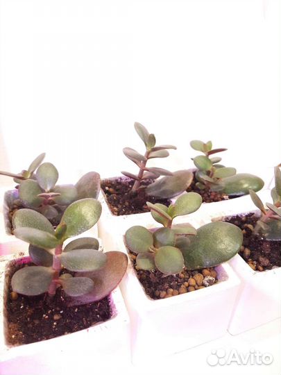 Денежное дерево