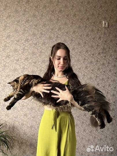 Вязка мейн-кун с родословной