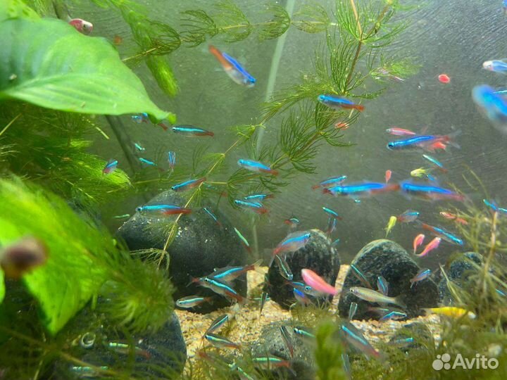 Неон голубой