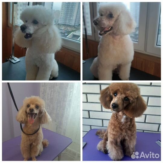 Грумер. Стрижка собак. Груминг. Тримминг