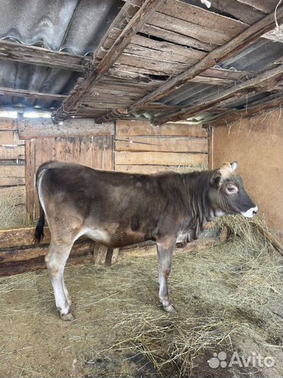 Телочка 11 месяцев