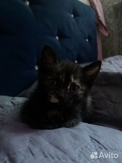 Отдам котенка девочка