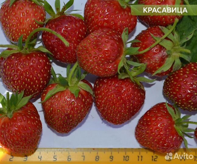 Рассада земляники