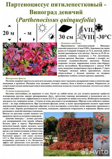 Саженцы декоративно-лиственных/цветущих