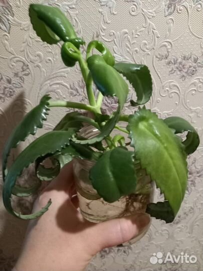 Каланхоэ лечебное