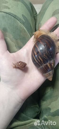 Улитки ахатины