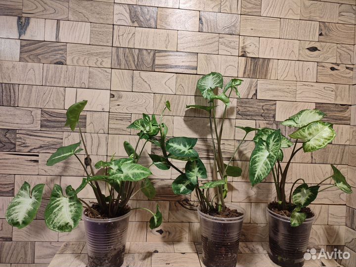 Сингониум пикси, вендланда