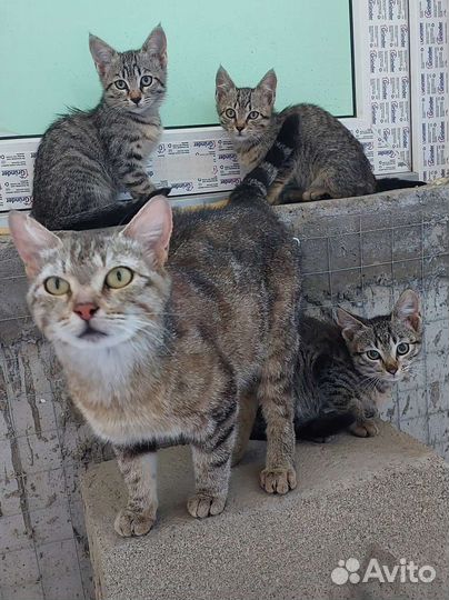 Котята в добрые руки