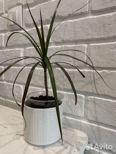 Драцена Маргината