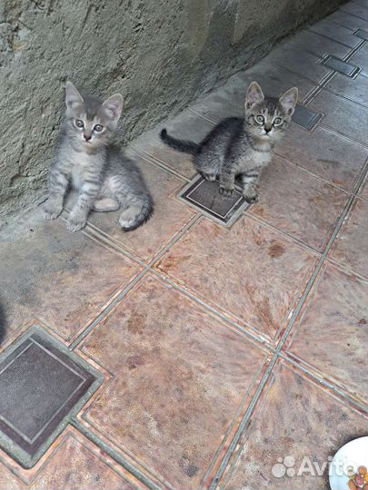Котята бесплатно