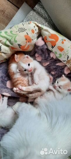 Котики в добрые руки