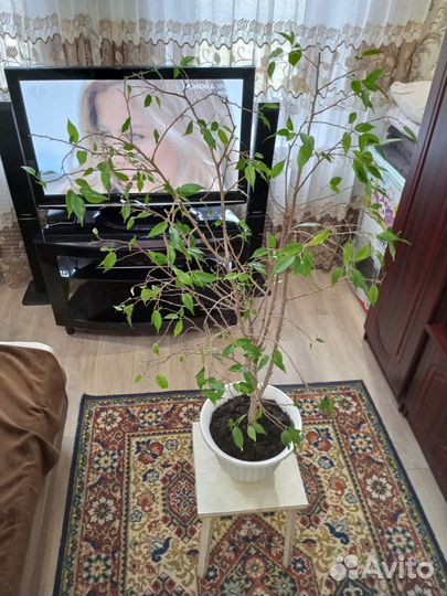 Фикус бенджамина