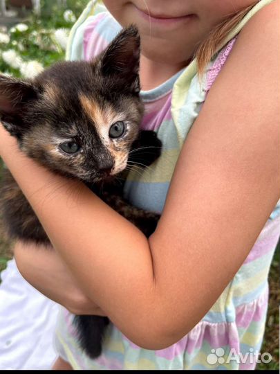 Кошка в дар