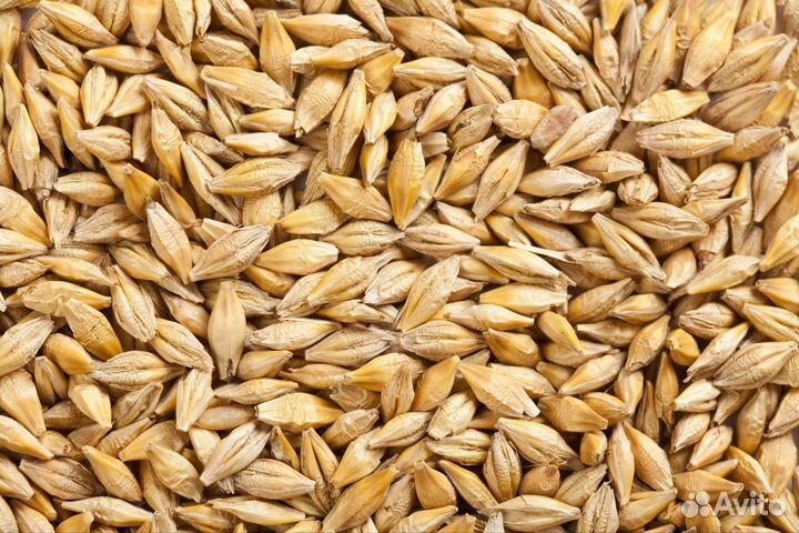 Зерно ячмень
