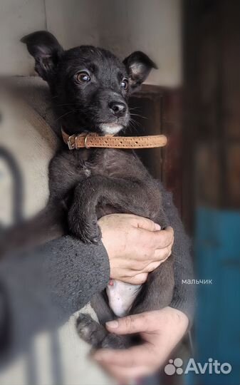 Щенок 3 месяца