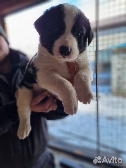 Продам чистокровных щенков алабая, им месяц