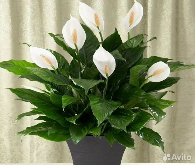 Цветок женское счастье