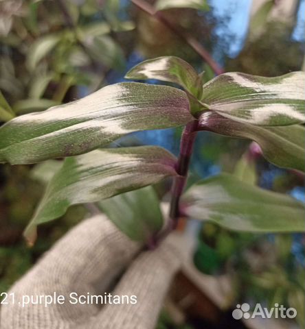 Традесканция зебрина