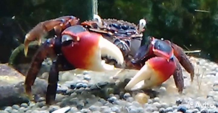 Краб 6-8см красный паук в ассортименте магазина