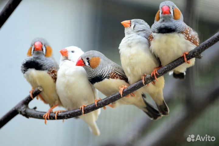 Попугаи оптом