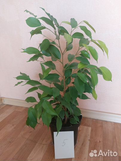 Продам фикусы(для офиса, дома.)