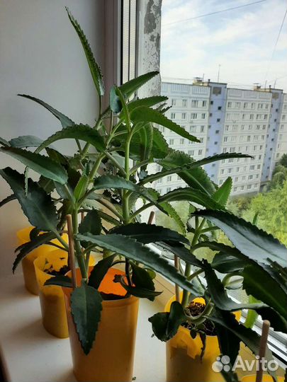 Каланхоэ чихунчик