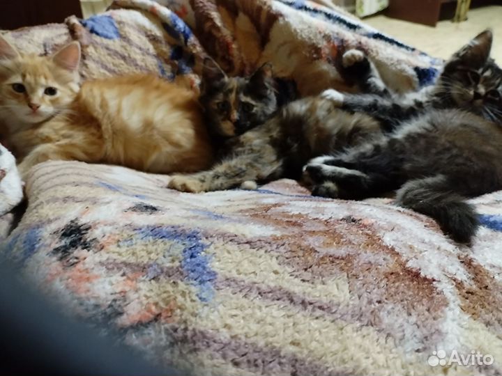 Отдам бесплатно