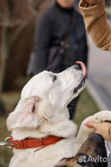 Фотограф анималист