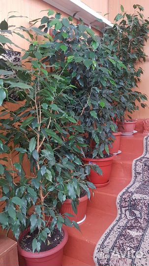 Фикус бенджамина