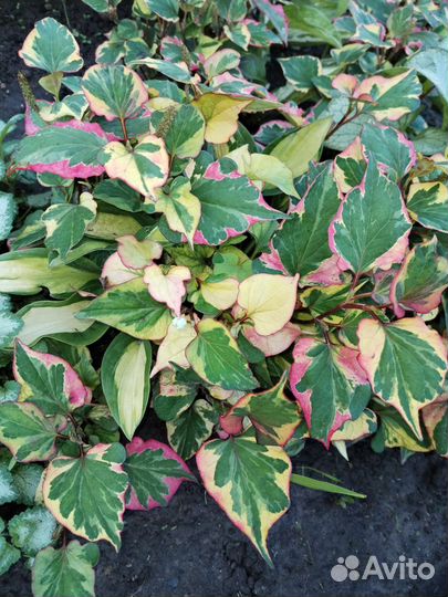 Растения для сада