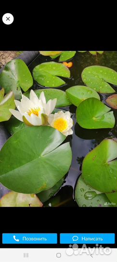 Нимфеи для пруда