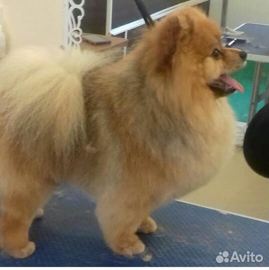 Стрижка собак и кошек