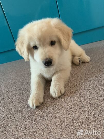 Щенок от мамы алабая