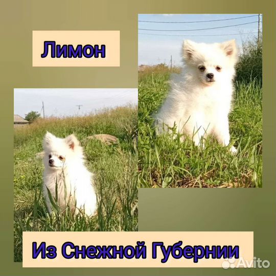 Щенки шпица и кеесхонда