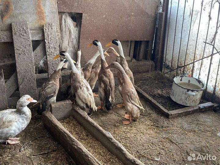 Инкубационное яйцо. Уток индийского бегунка