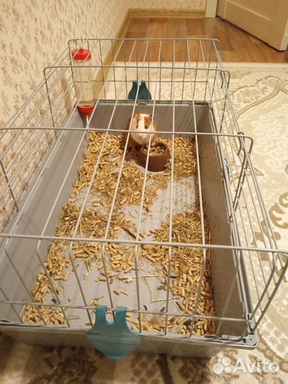 Морская свинка