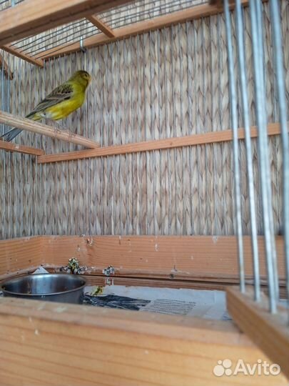 Кенара и канарейки